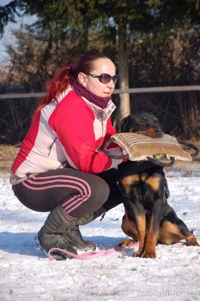 Roční fena rotvajlera - foto 2