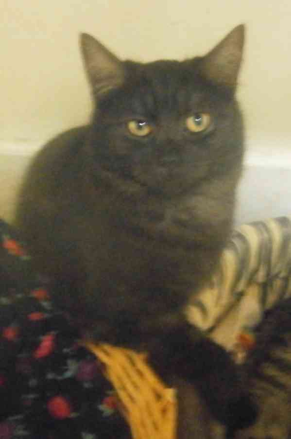 Černý až kouřový, 1roční Sam hledá domov. - foto 8