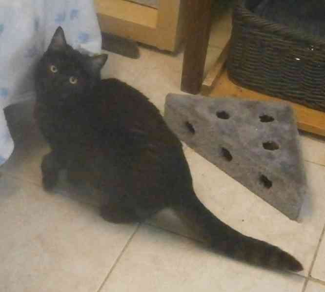 Černý až kouřový, 1roční Sam hledá domov. - foto 5