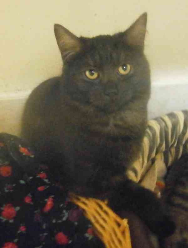 Černý až kouřový, 1roční Sam hledá domov. - foto 6