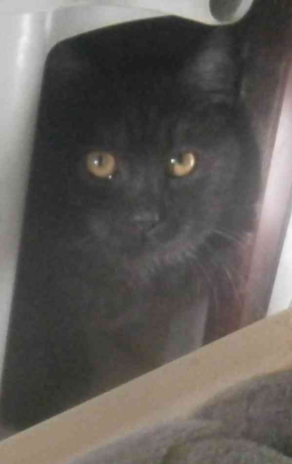 Černý až kouřový, 1roční Sam hledá domov. - foto 2