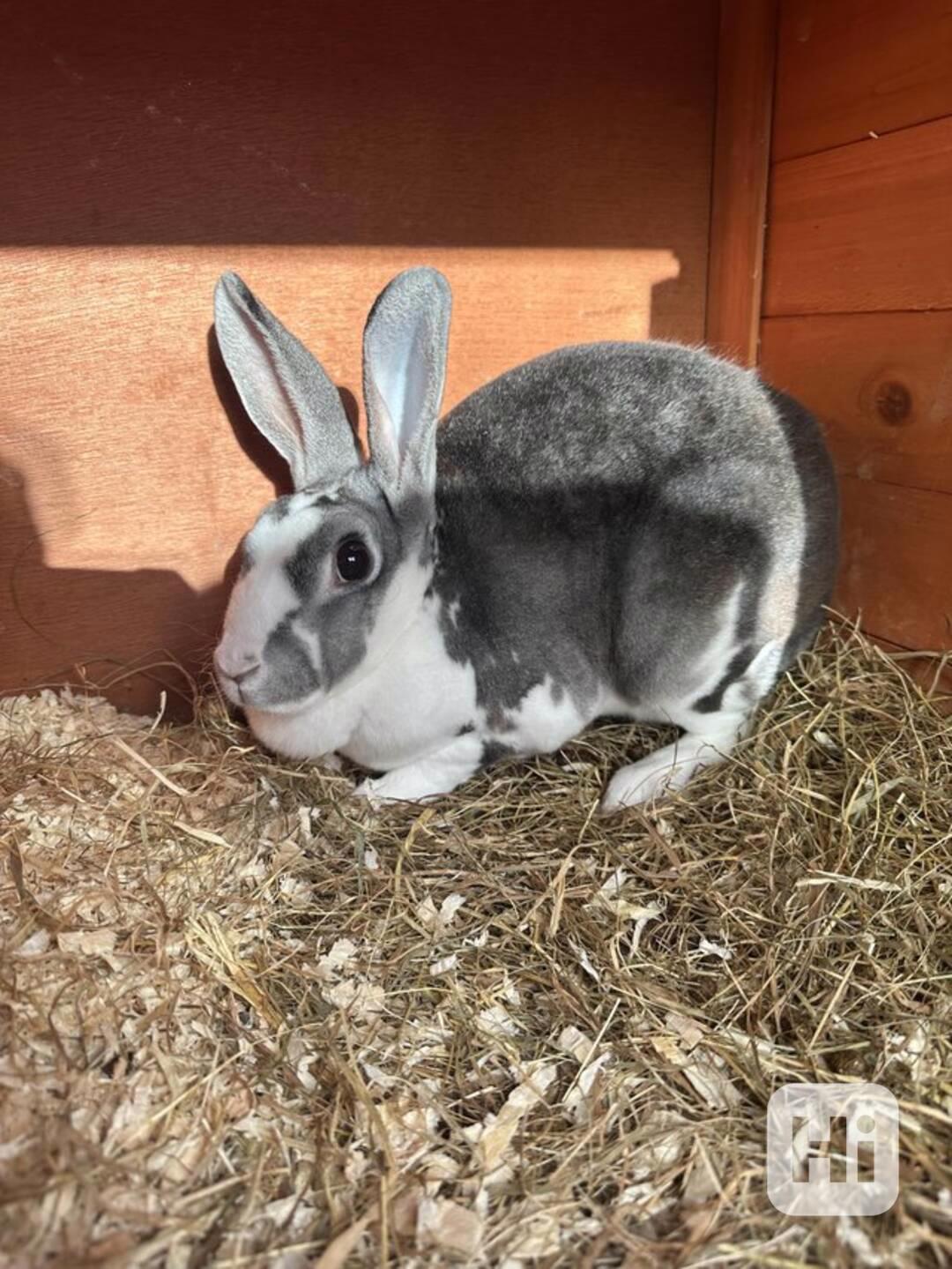 11měsíční samice králíka plemene Mini Rex s kotcem a výběhem - foto 1