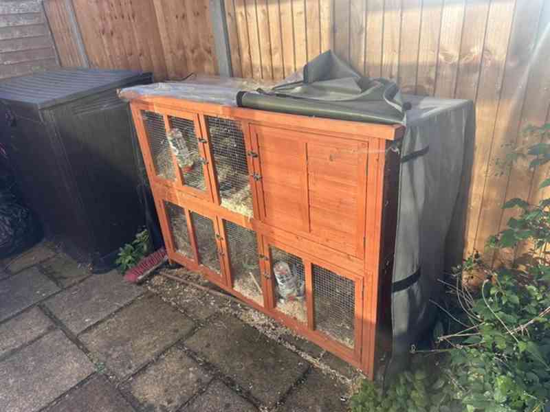 11měsíční samice králíka plemene Mini Rex s kotcem a výběhem - foto 3