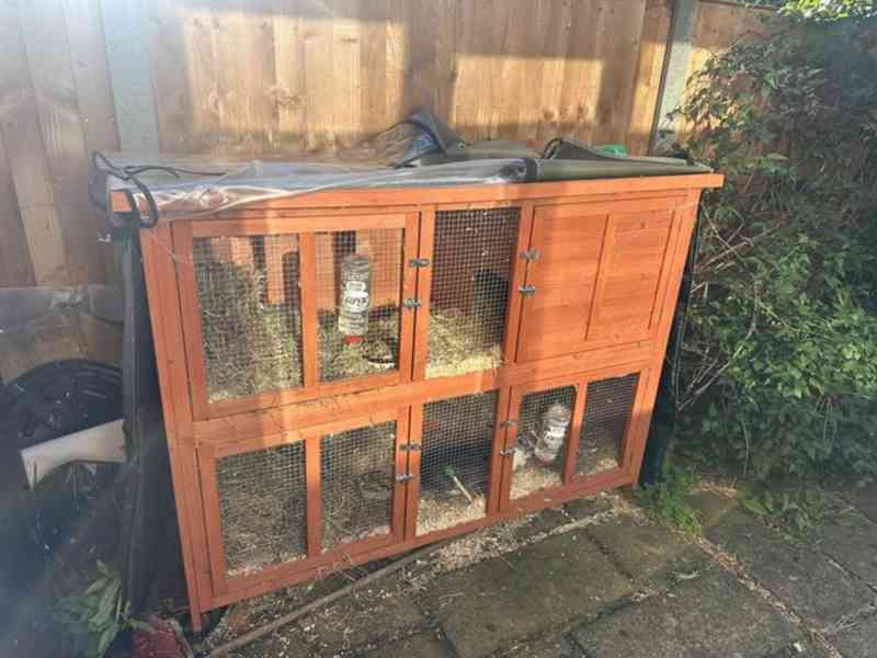 11měsíční samice králíka plemene Mini Rex s kotcem a výběhem - foto 4