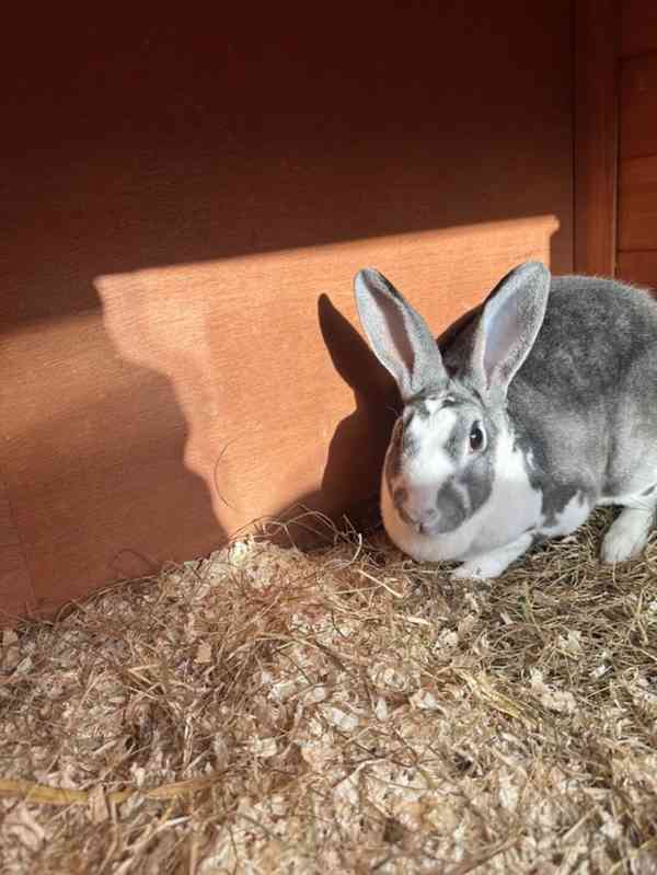 11měsíční samice králíka plemene Mini Rex s kotcem a výběhem - foto 6