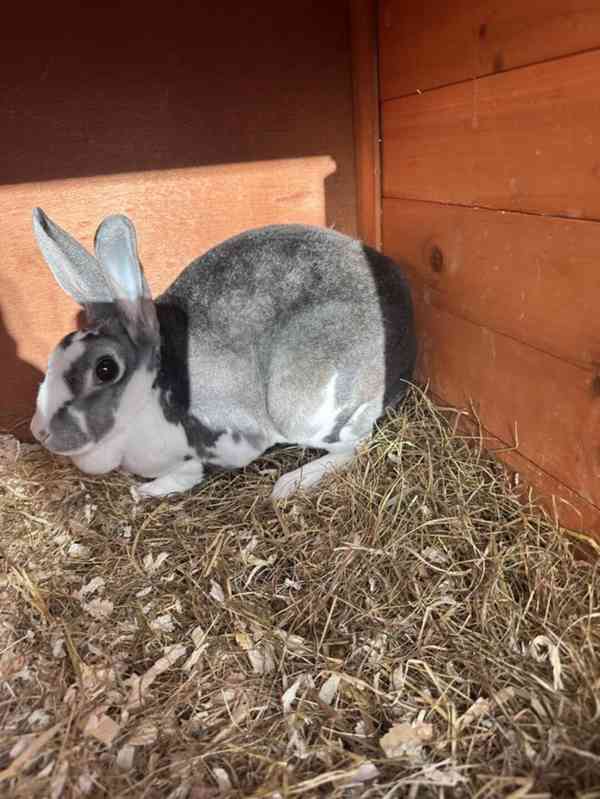 11měsíční samice králíka plemene Mini Rex s kotcem a výběhem - foto 5