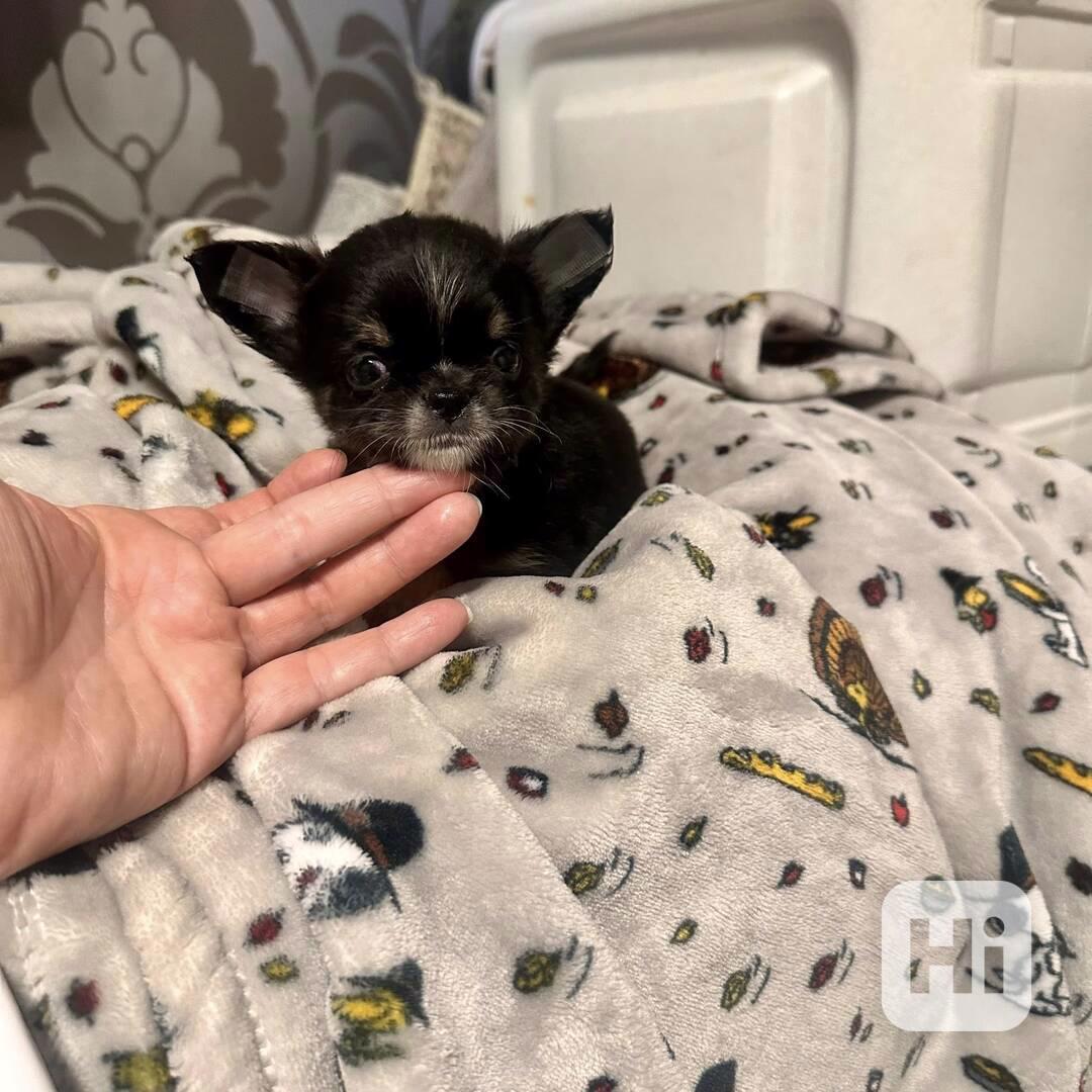 Dárek pro miniaturní čivavu, WhatsApp: +34 613372697 - foto 1