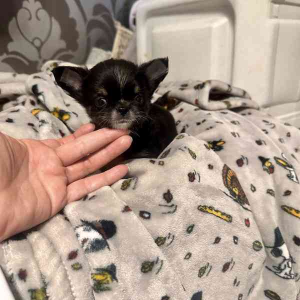 Dárek pro miniaturní čivavu, WhatsApp: +34 613372697 - foto 1