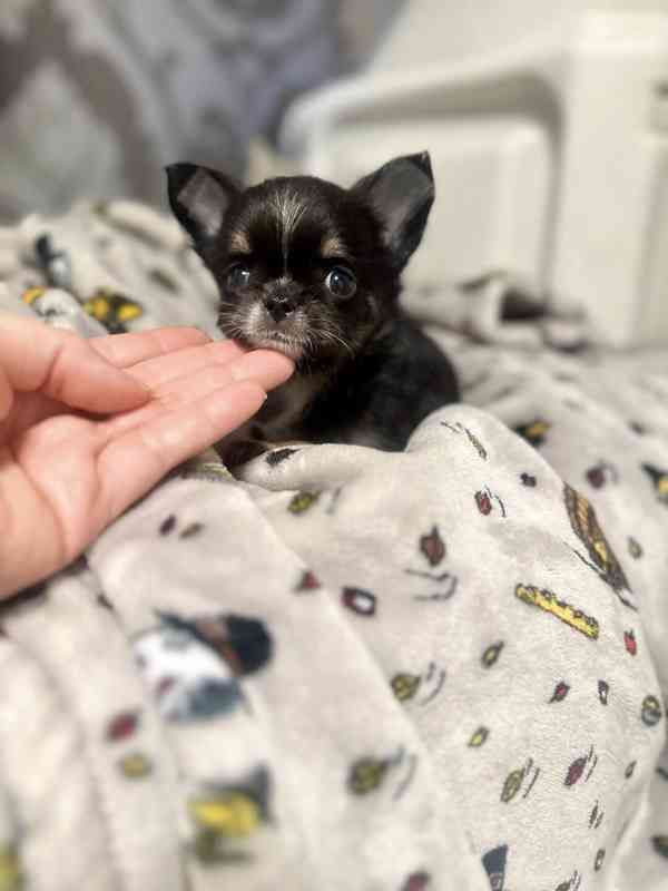 Dárek pro miniaturní čivavu, WhatsApp: +34 613372697 - foto 3