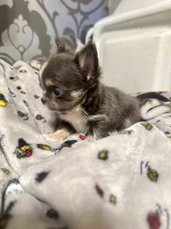 Dárek pro miniaturní čivavu, WhatsApp: +34 613372697 - foto 2
