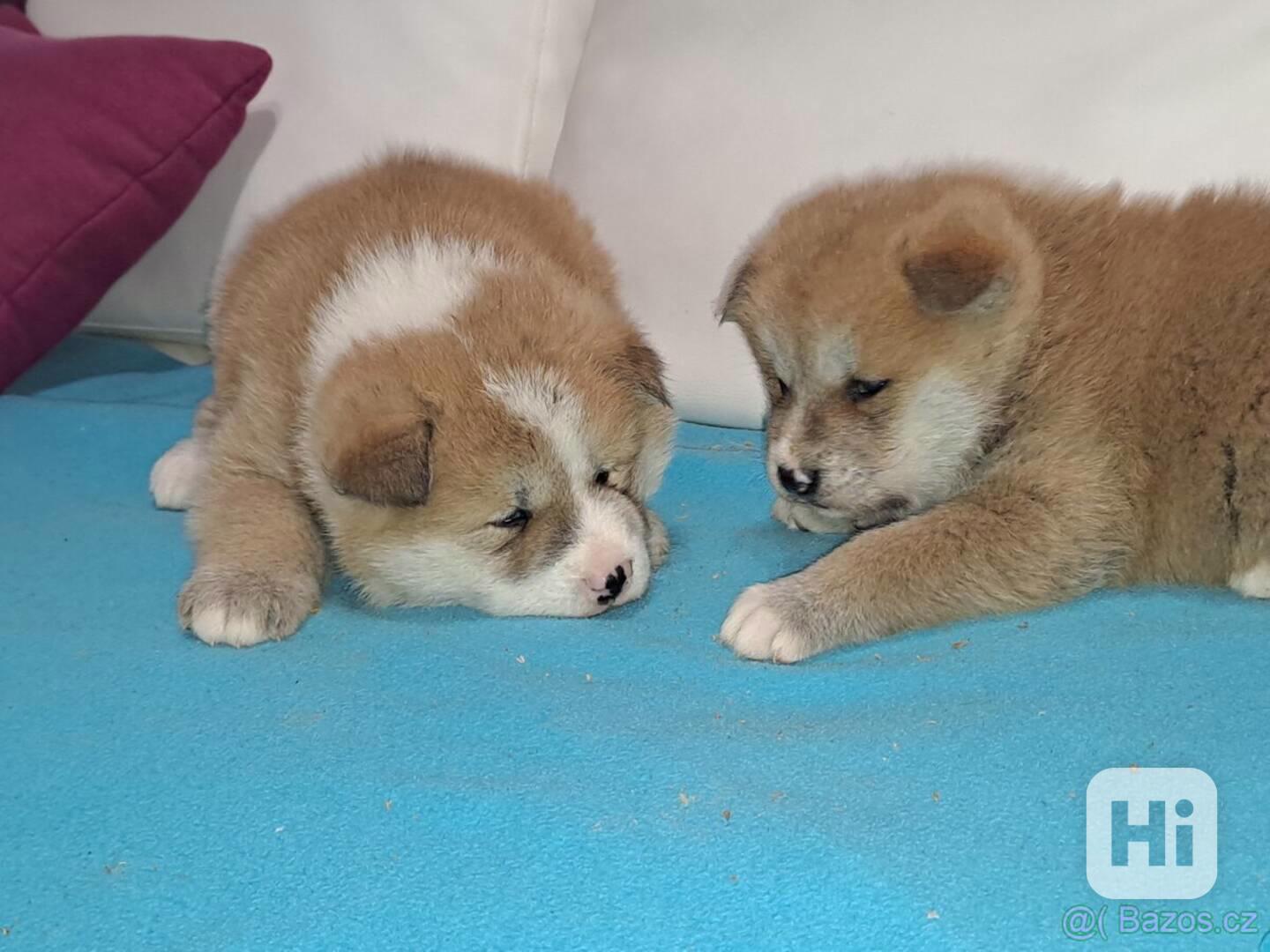 Akita Inu - foto 1