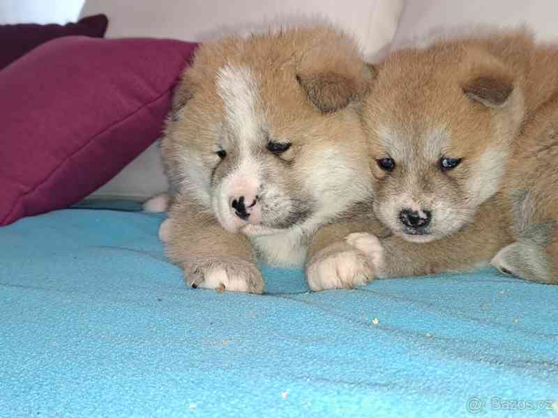 Akita Inu - foto 2