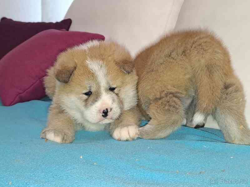 Akita Inu - foto 3