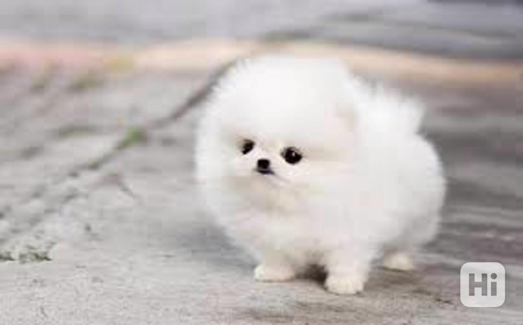 Nádherné Pomeranian s pp na prodej - foto 1