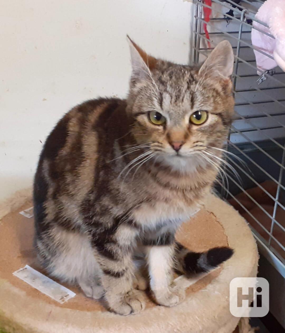 Mramorovaný, mazlivý, hravý 7měsíční kocourek Matěj  - foto 1