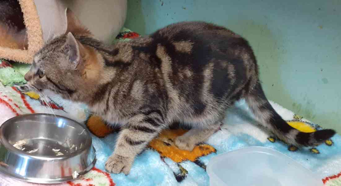 Mramorovaný, mazlivý, hravý 7měsíční kocourek Matěj  - foto 2