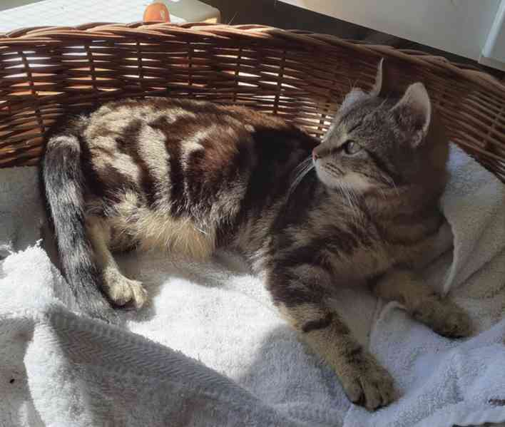 Mramorovaný, mazlivý, hravý 7měsíční kocourek Matěj  - foto 4