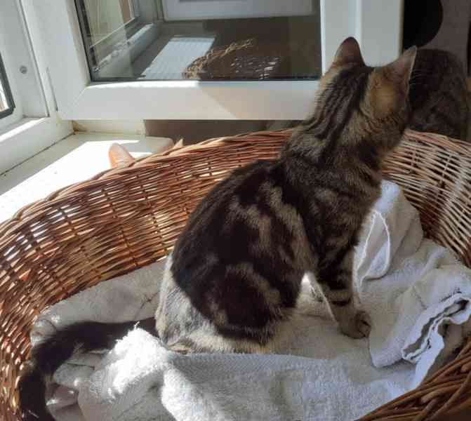 Mramorovaný, mazlivý, hravý 7měsíční kocourek Matěj  - foto 3