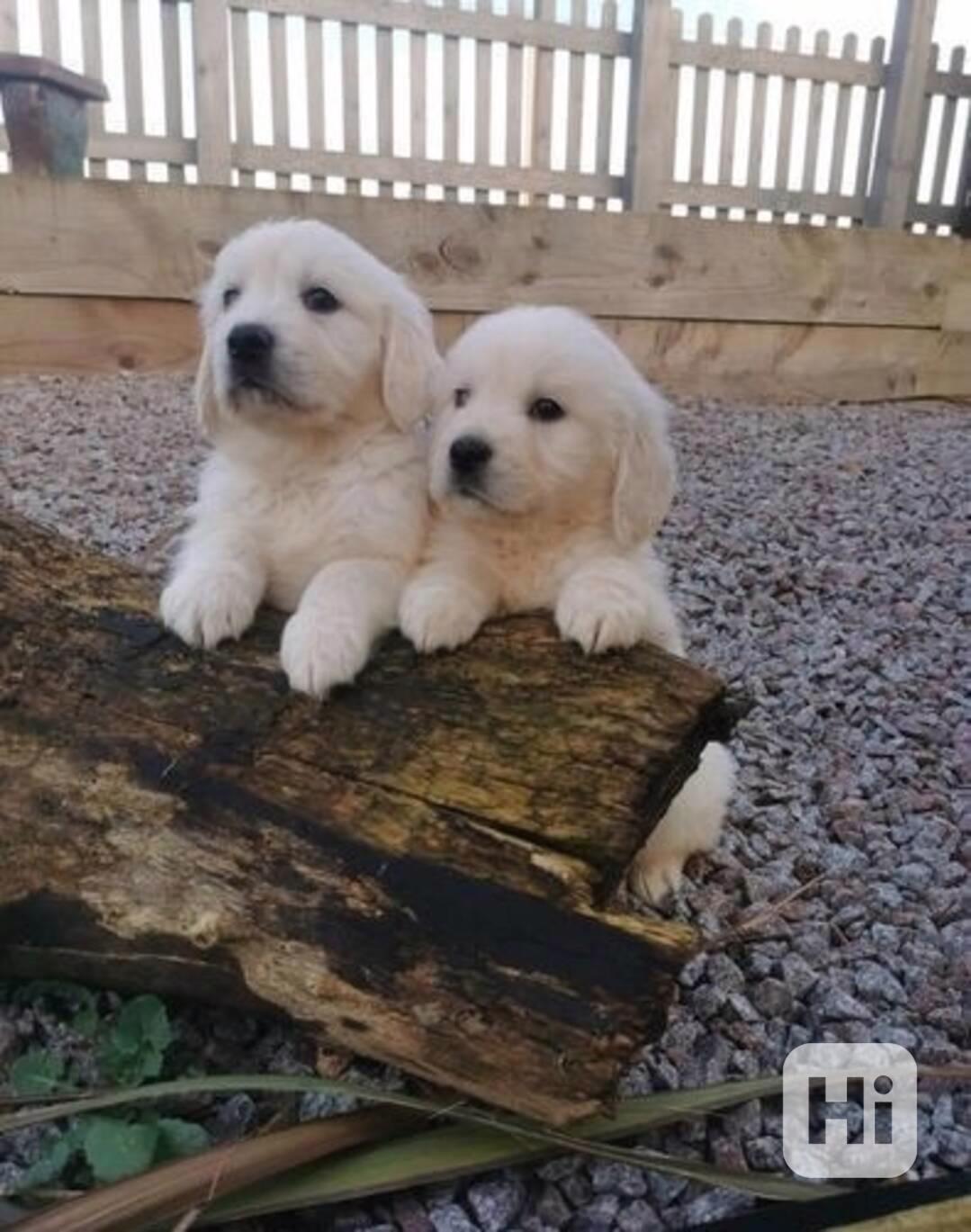 Štěňata zlatého retrívra jsou připravena - foto 1