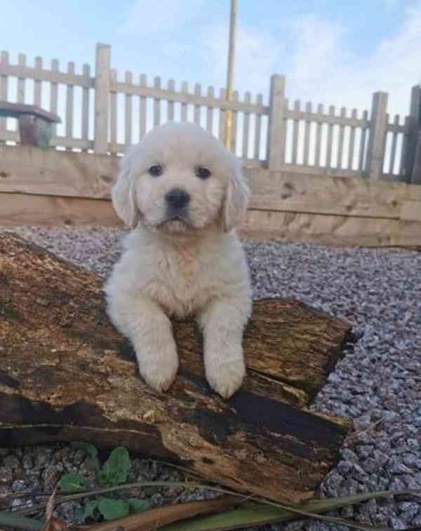 Štěňata zlatého retrívra jsou připravena - foto 2