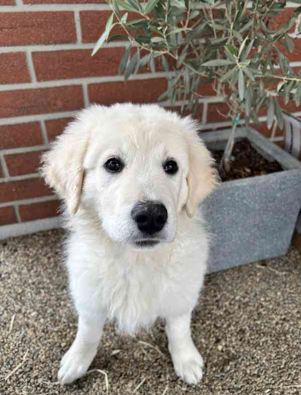 Slovenský čuvač - štěňátko s PP - foto 3
