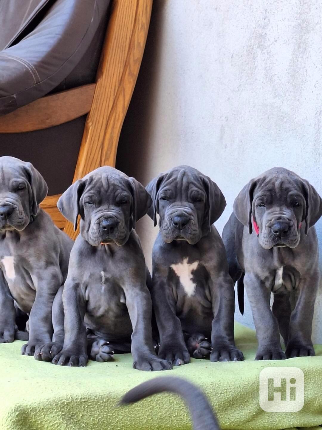 Německá doga modrá štěňata  - foto 1