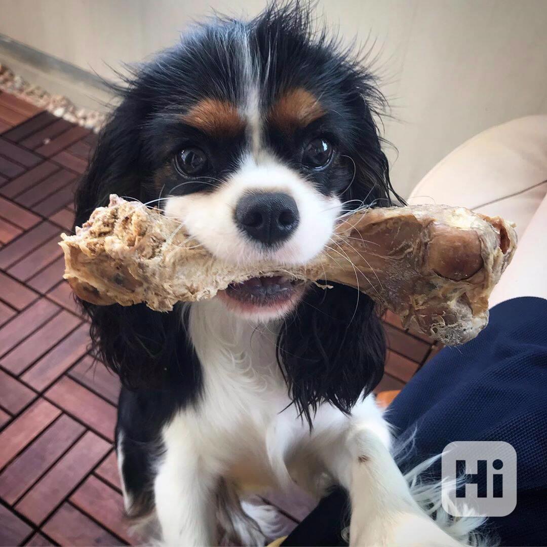 kavalír king charles španěl štěňata - foto 1