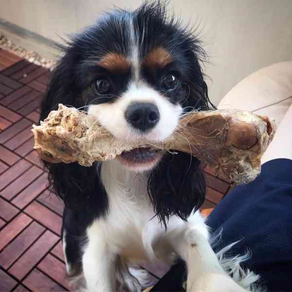 kavalír king charles španěl štěňata - foto 1