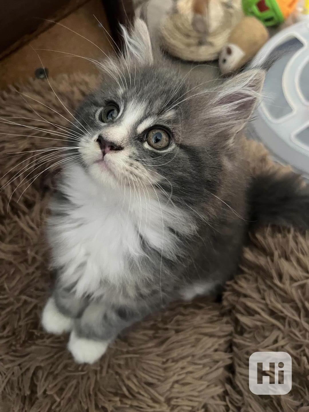 Mainská Mývalí Koťátka - foto 1