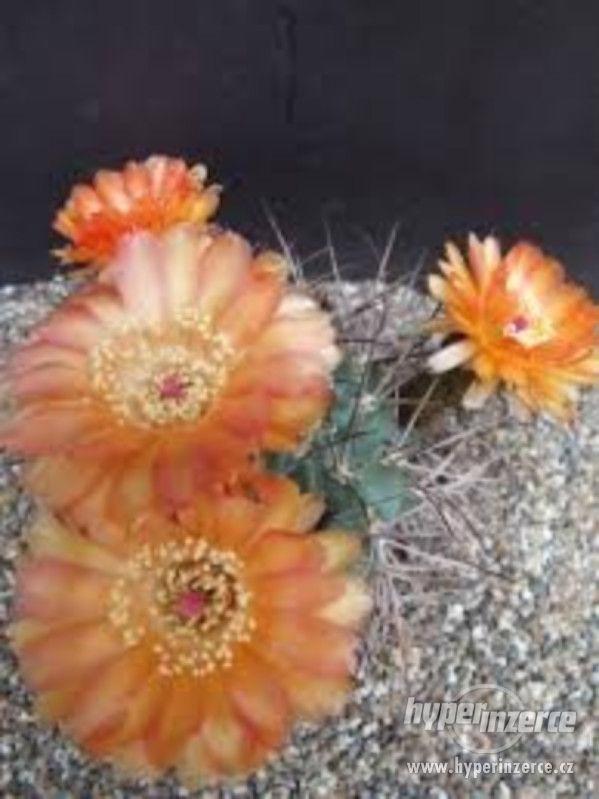 Kaktus Acanthocalycium munitum - semena - foto 1