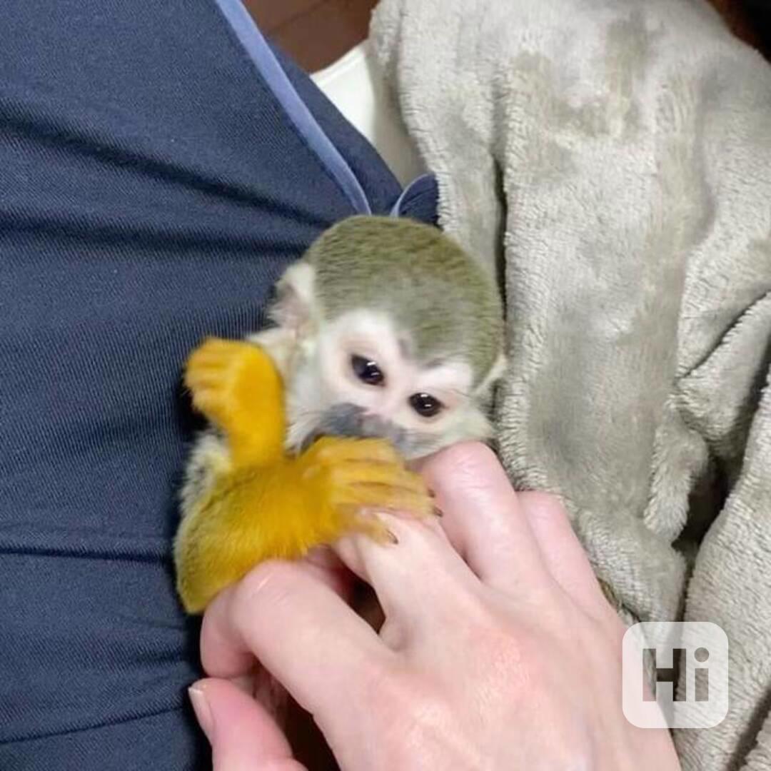 Veverčí opice na prodej - foto 1