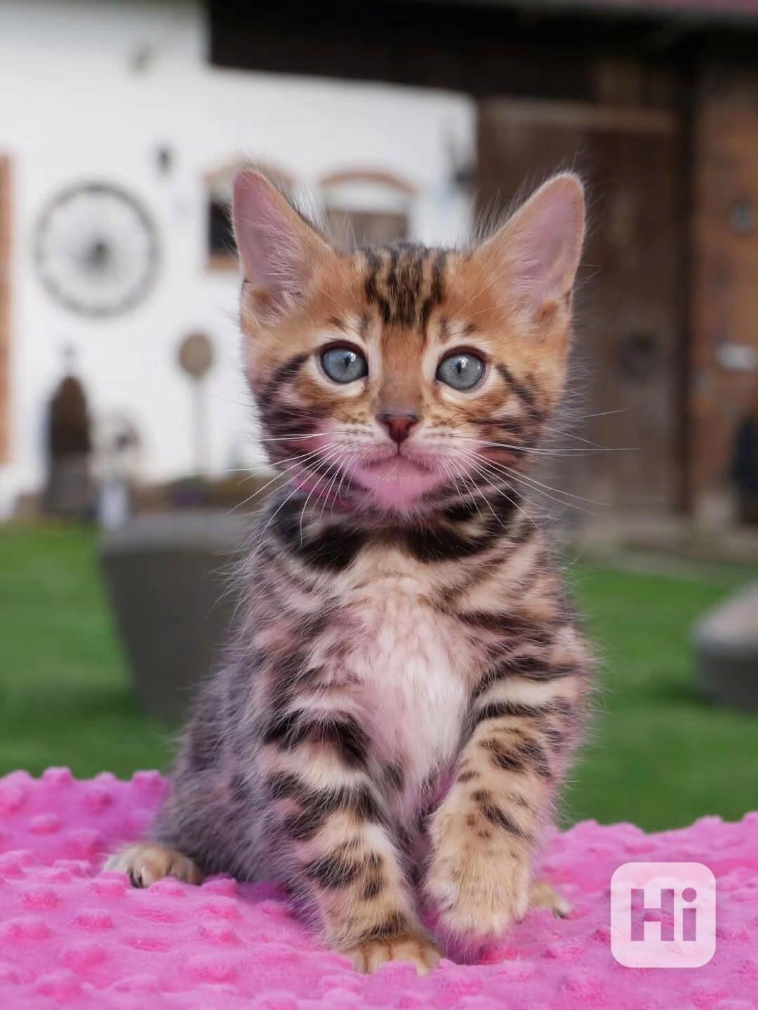 Rozkošné bengálské kotě připravené na nový domov – Česká rep - foto 1