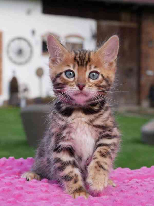 Rozkošné bengálské kotě připravené na nový domov – Česká rep