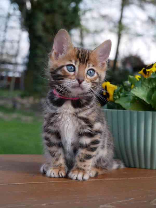 Rozkošné bengálské kotě připravené na nový domov – Česká rep - foto 2