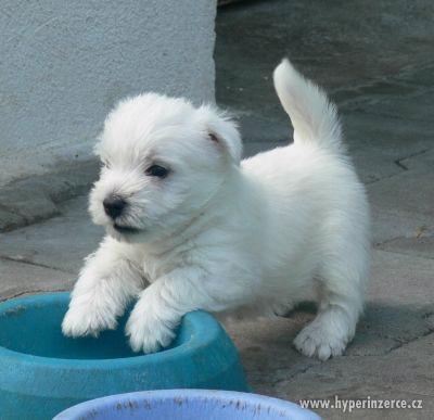 Westík (West Highland White Terrier) - foto 1
