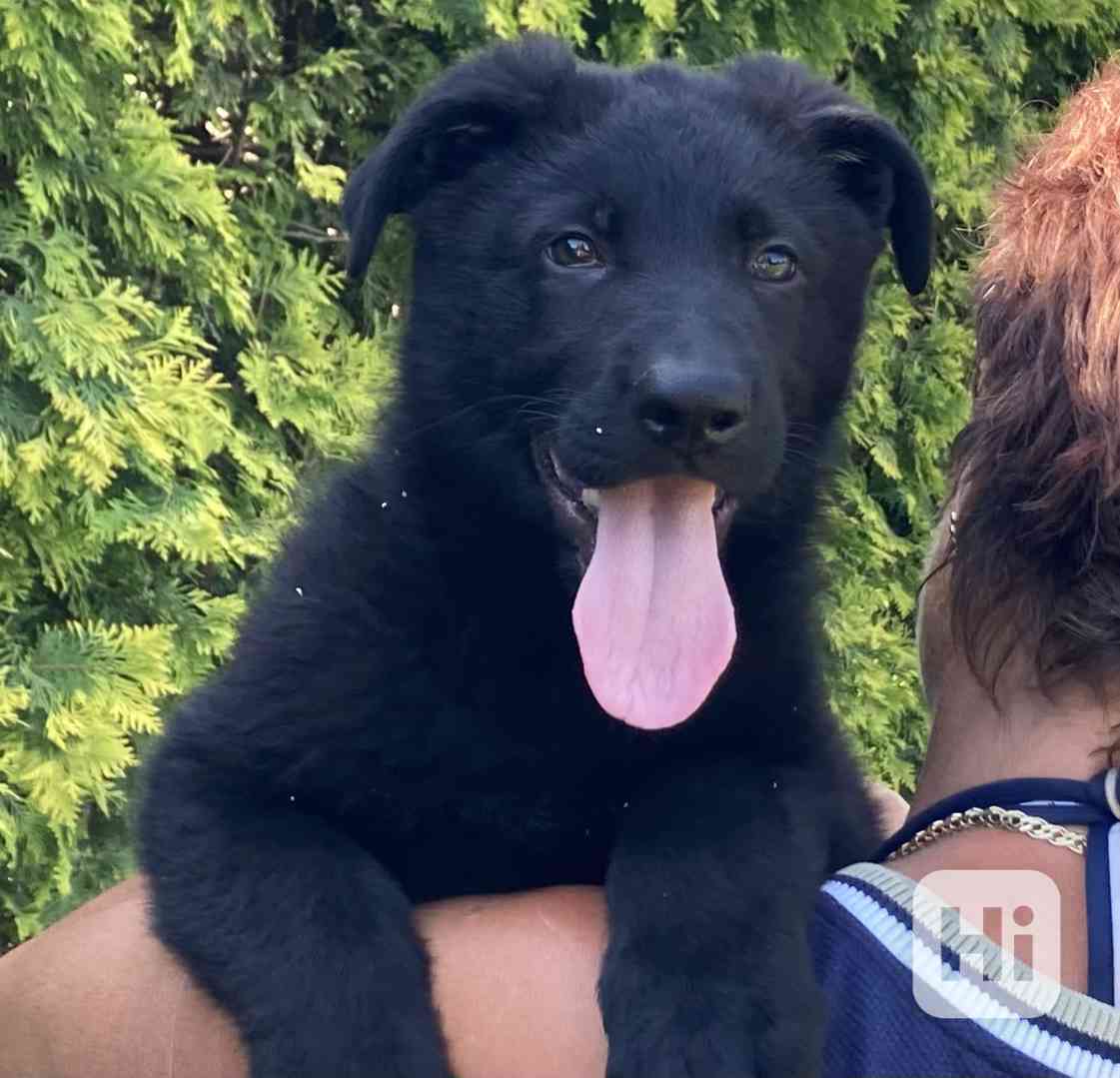 Německý ovčák - foto 1