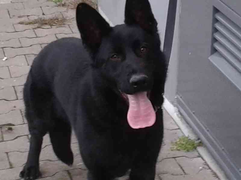 Německý ovčák - foto 3