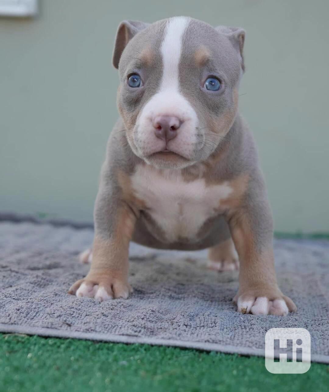 Štěňátko Amerického kapesního buldoka k adopci zdarma  - foto 1