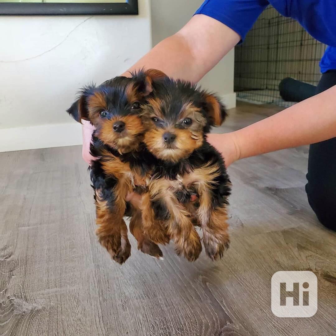 Dárek zdarma Dvě štěňata Yorkie k adopci zdarma   - foto 1