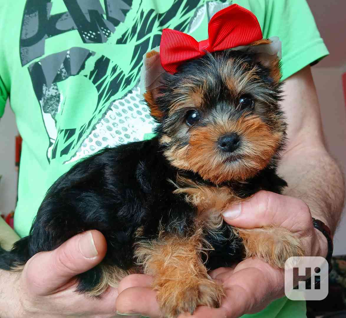 Jorkšírský terier holčička  - foto 1