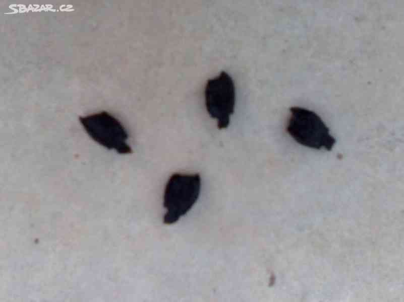 Ačokča (indiánská okurka) semínka - foto 4