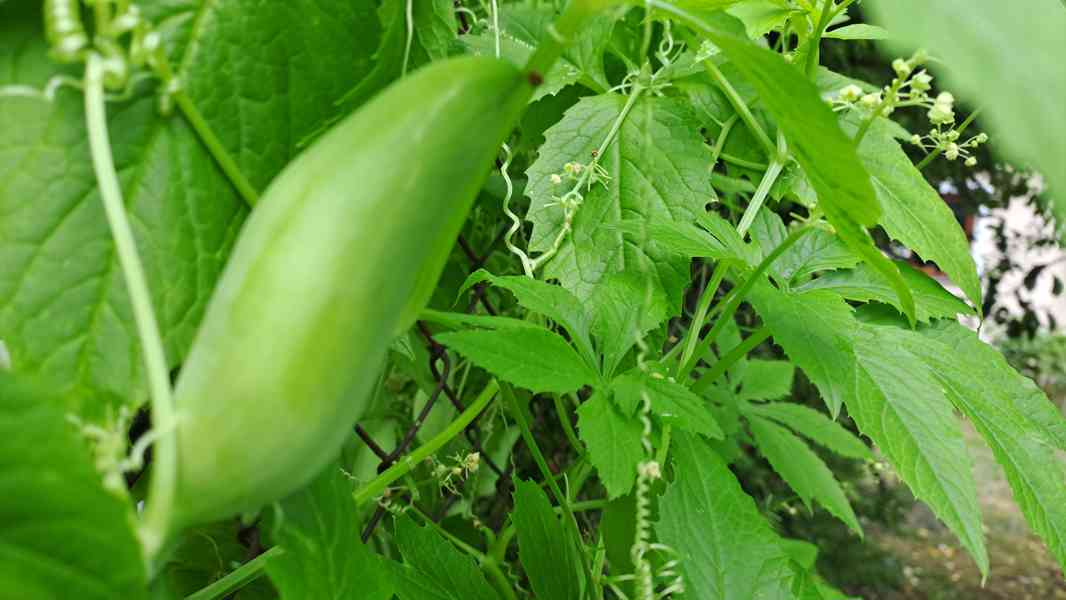 Ačokča (indiánská okurka) semínka - foto 2