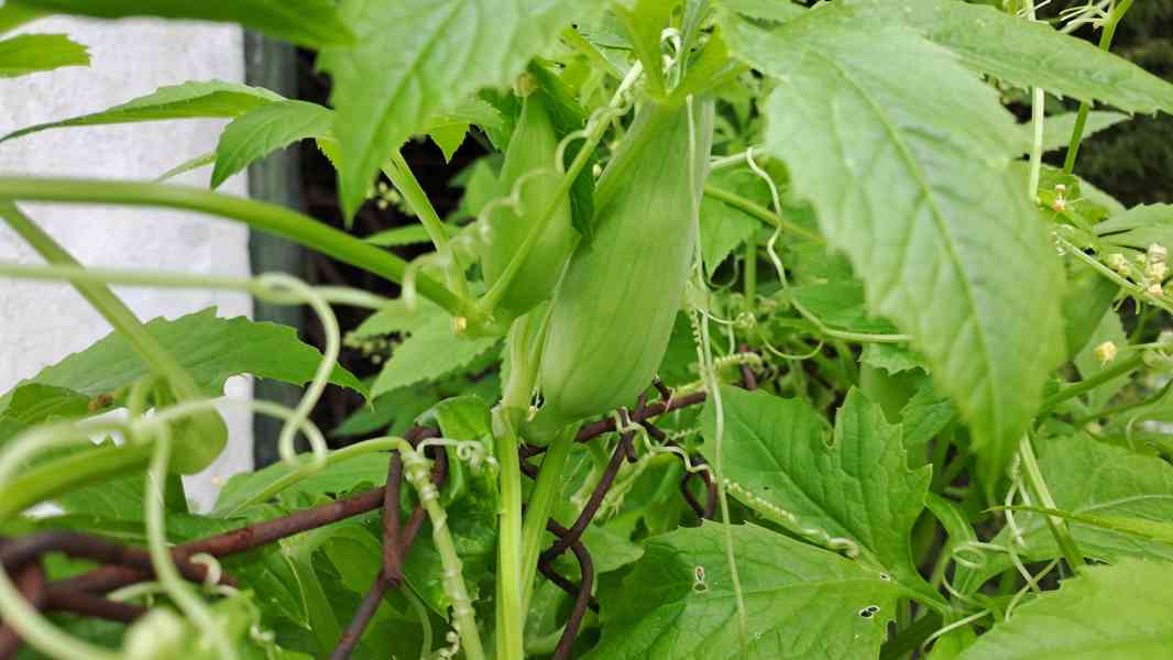 Ačokča (indiánská okurka) semínka - foto 3