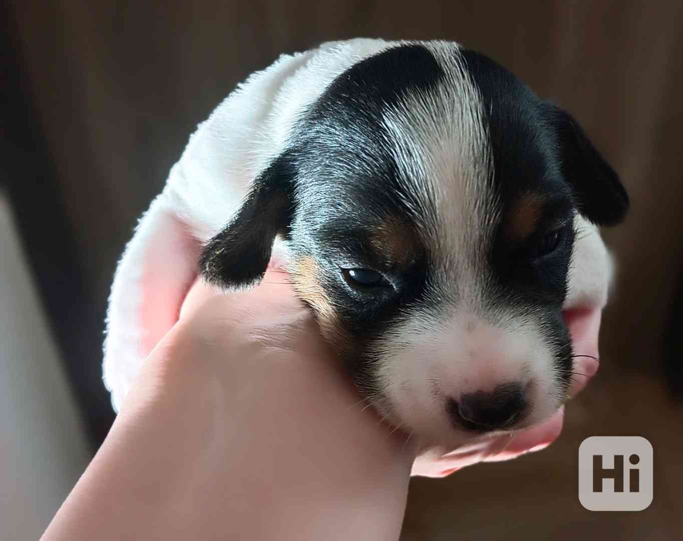 Kluk Jack Russell teriér trikolor bez PP čistokrevný krátkos - foto 1
