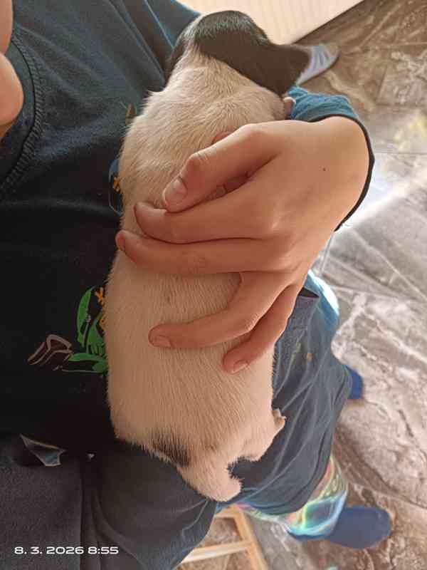 Kluk Jack Russell teriér trikolor bez PP čistokrevný krátkos - foto 4