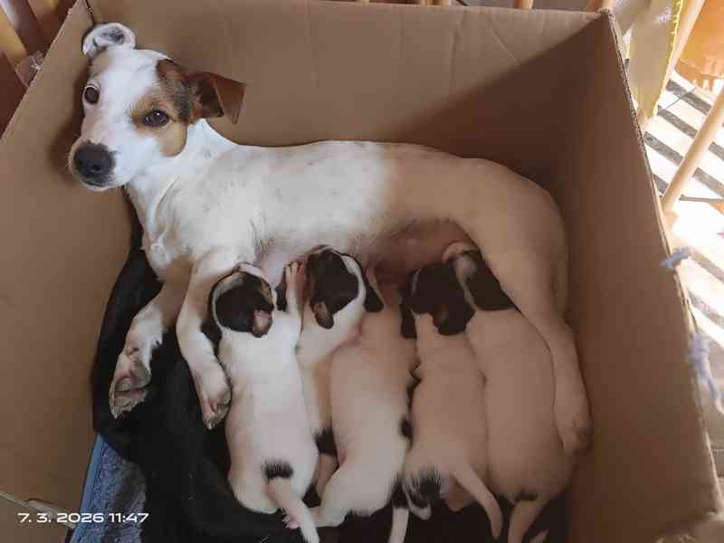 Kluk Jack Russell teriér trikolor bez PP čistokrevný krátkos - foto 5