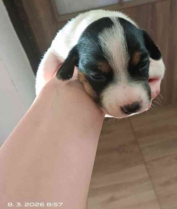 Kluk Jack Russell teriér trikolor bez PP čistokrevný krátkos - foto 3