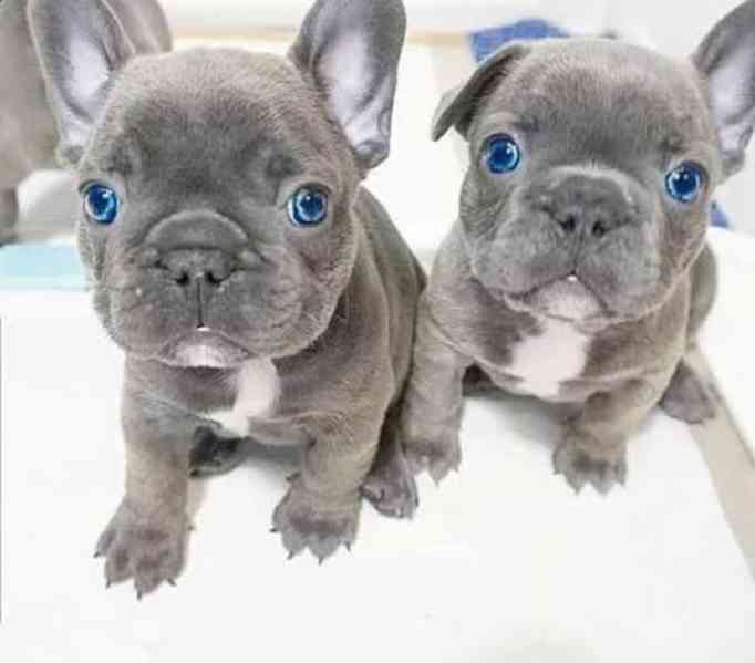 Französische Bulldoggenwelpen zu verkaufen WhatsApp: +34 691 - foto 2