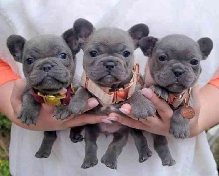 Französische Bulldoggenwelpen zu verkaufen WhatsApp: +34 691 - foto 1