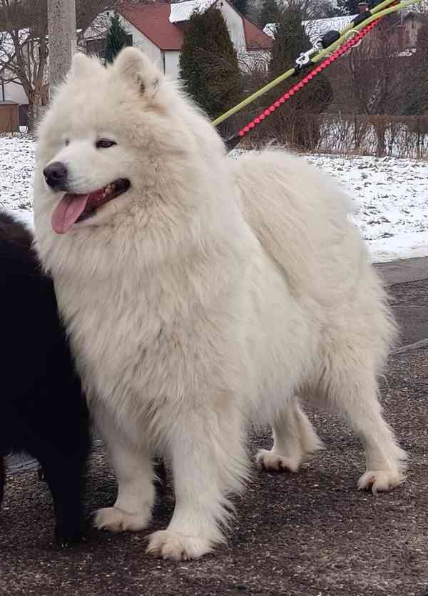 Samojed krásná, statná štěňata s PP - foto 16